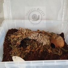 Insects Direct-Complete African Land Snail Starter kit with UK Plug Heat Mat