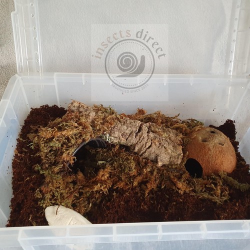 Insectsdirect 19l african - insectsdirect,