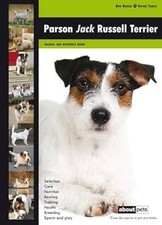 Parson Jack Russell Terrier