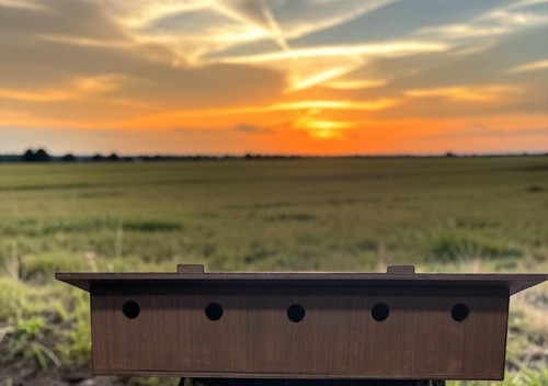 Sparrow nest box - sparrow,