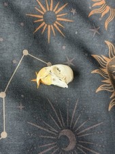 Peach Faced Lovebird Skull