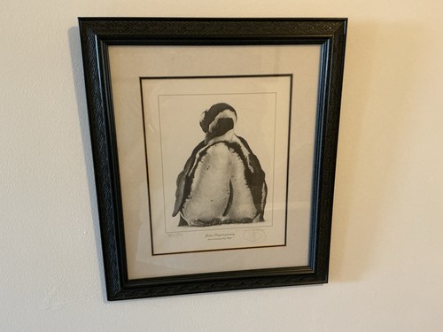 Jackass penguins preening by - penguins, preening"