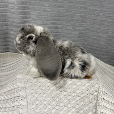 Living Nature Grey Dutch Lop Ear Rabbit Bunny White Medium Soft Plush Toy 11"