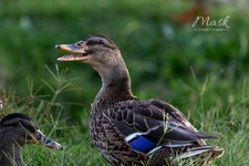 12 Fertile Duck Eggs -
