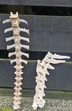  Amazing Sheep vertebrae spine bone Taxidermy Art Craft Curio Sheep  Skull