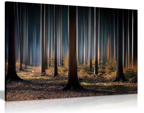Tree trunks dark - in, a