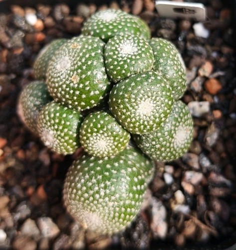 Blossfeldia liliputana - liliputana,