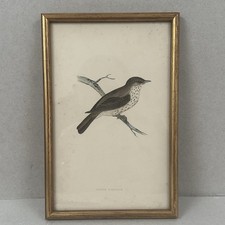 Spotted Flycatcher. Morris's