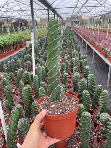 Spiral cactus pot - spiral, 6