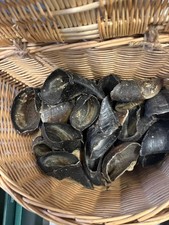 X10 cows hooves natural dog