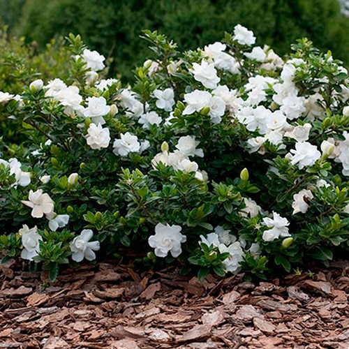 Gardenia jasminoides crown - x,