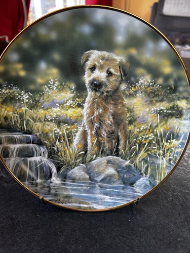 Danbury mint border - border, terrier
