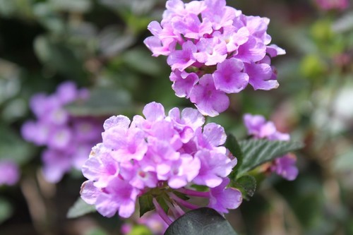 Lantana purple pink - lantana,