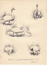 1937 print  of the berwick swan   ! by j.c.harrison