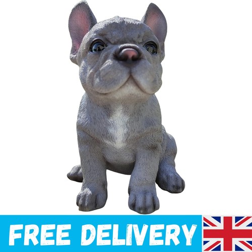 Pet pals blue french - -,