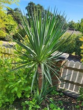 Yucca Rostrata 145cm，Evergreen  (Pick up only)