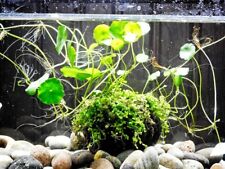 Wabi Kusa Style Aquarium Live Plants Substrate Ball / Wabikusa Terrarium Plant