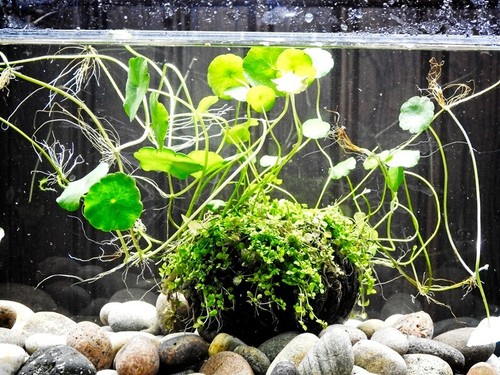 Live aquarium planted moss - aquarium,