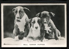 Tobacco Card, Senior Service, DOGS, DOG BREEDS, 1939, Bull Terrier Puppies, #2