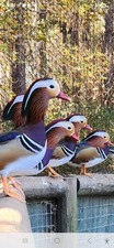  Mandarin duck hatching eggs
