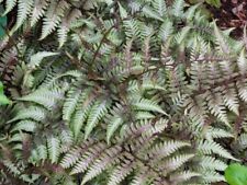 Fern Collection - 5 mixed