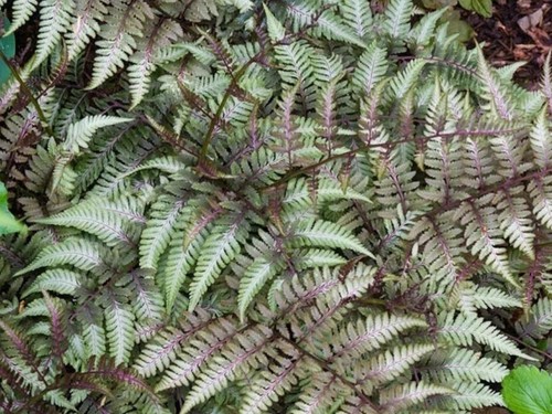Fern collection 5 mixed - collection,