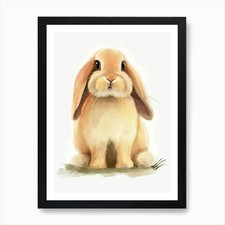 Holland Lop Rabbit Kids