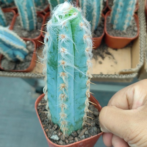 10cm succulent cactus - 10cm,