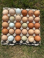 12 x Mixed Breed (tested )