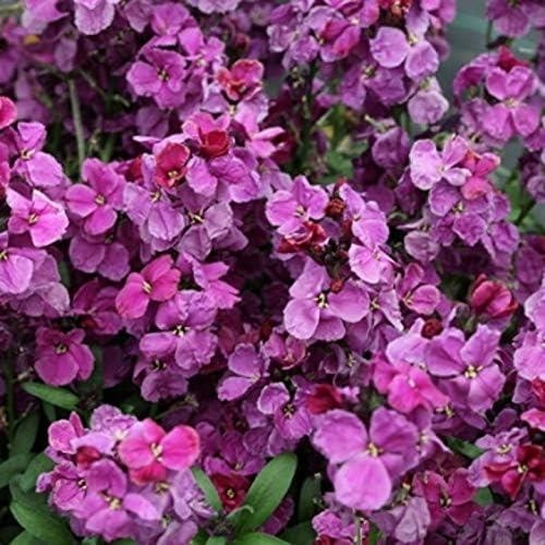 Wallflower sugar rush - wallflower, rush'
