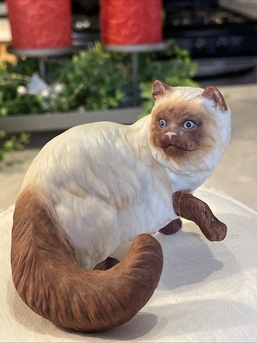 Himalayan cat kitten bisque - himalayan, cat/kitten