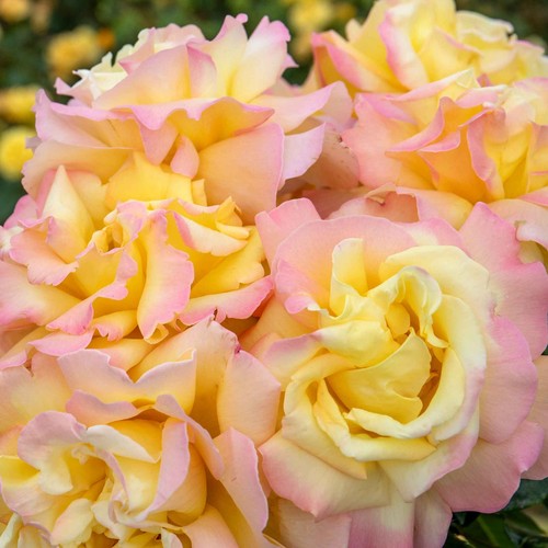 Rose plants pots 5 litre - rose,