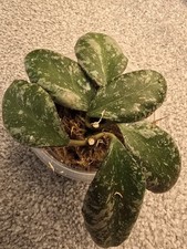 Hoya Waymaniae Silver Cloud