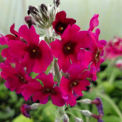 Primula pulverenta - , |