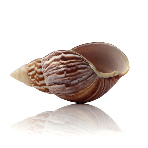 Landsnail japanese large 9cm - landsnail, 7-9cm