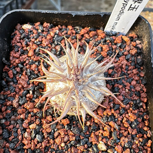 1piece 2cm seedgrowth seedling - 1piece,