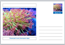 Coral - Flowerpot Coral