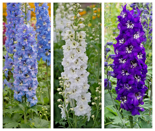 Delphinium shades of - x, in