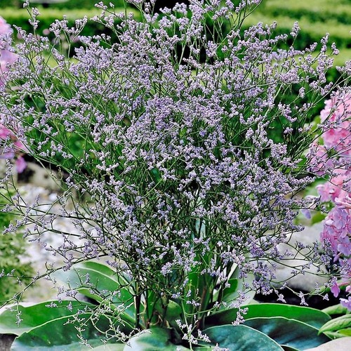 Limonium latifolium sea - latifolium,