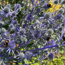 10 x Eryngium Sea Holly