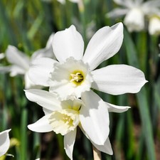 Daffodil Thalia Bulb Collection, Narcissus, 20 x Early Spring Flowering Bulbs