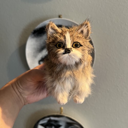 Vintage taxidermy style cat - vintage,