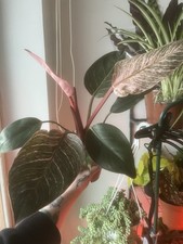 Philodendron Pink Bikini 12cm