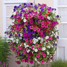 1,000 Hanging Petunia Seeds Trailing Flowers Seeds Petunias by Pretty Wild Seeds