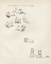 SCOTTISH TERRIER PLAYING WITH