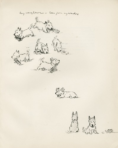 Scottish terrier playing with - terrier,