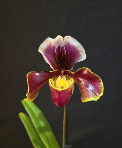 Paphiopedilum american hybrid - paphiopedilum,