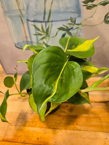 Philodendron brasil - philodendron, ‘brasil’