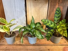 Trio Of House Plants - 3 x