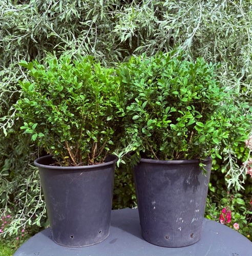 Box plants topiary ball - topiary, 2